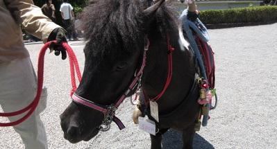 岡崎公園でポニーの乗馬体験開催中！